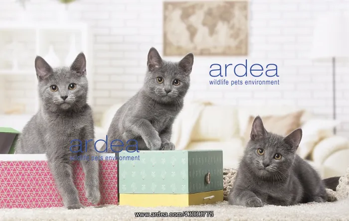  : Group of four Chartreux kittens indoors