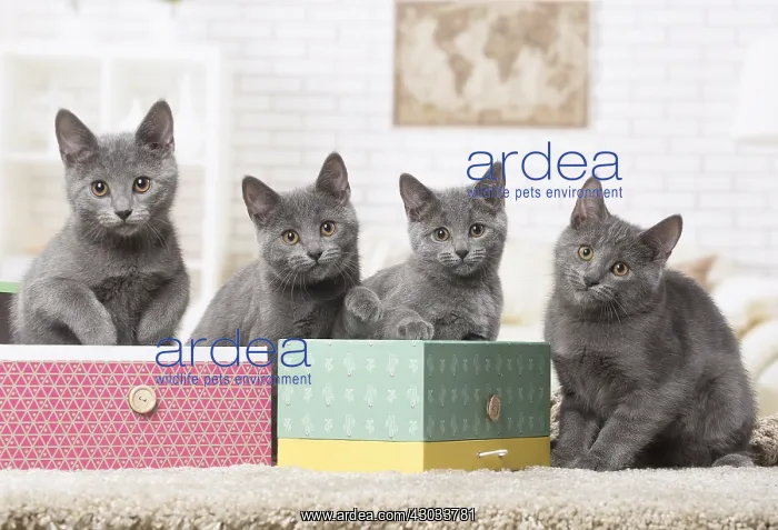  : Group of four Chartreux kittens indoors