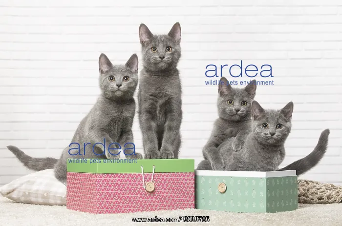  : Group of four Chartreux kittens indoors