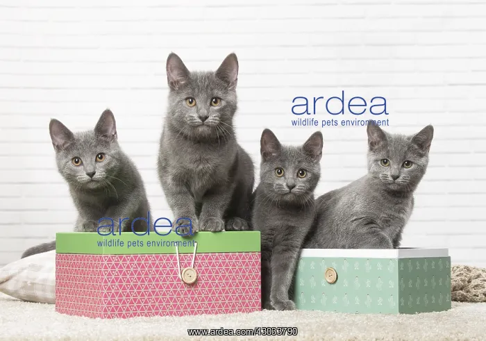  : Group of four Chartreux kittens indoors