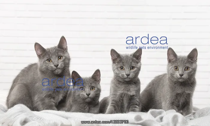  : Group of four Chartreux kittens indoors