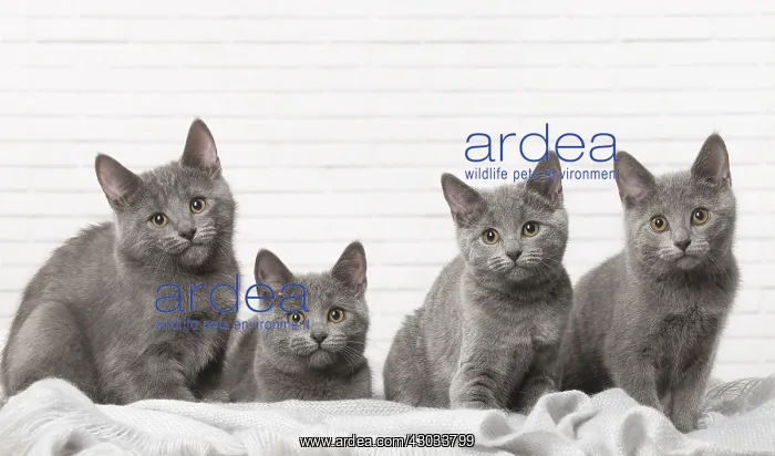  : Group of four Chartreux kittens indoors