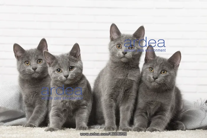  : Group of four Chartreux kittens indoors