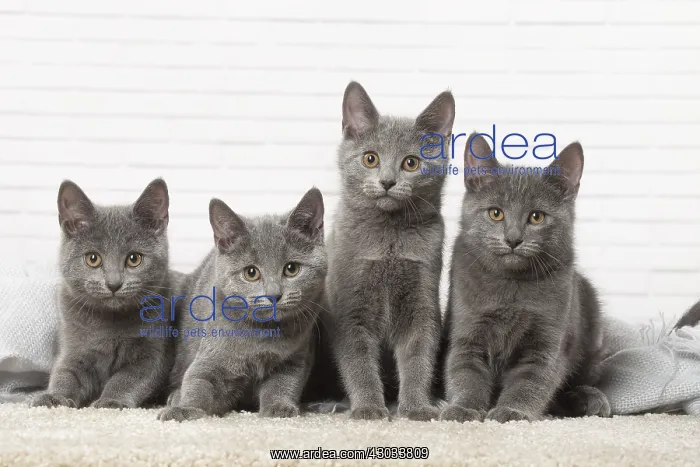  : Group of four Chartreux kittens indoors