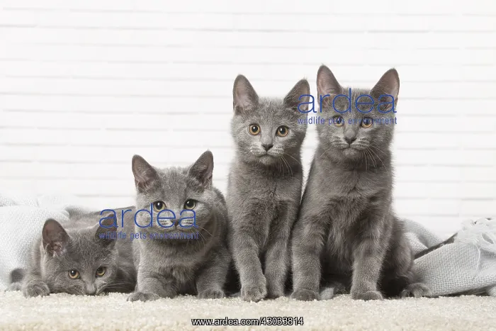  : Group of four Chartreux kittens indoors