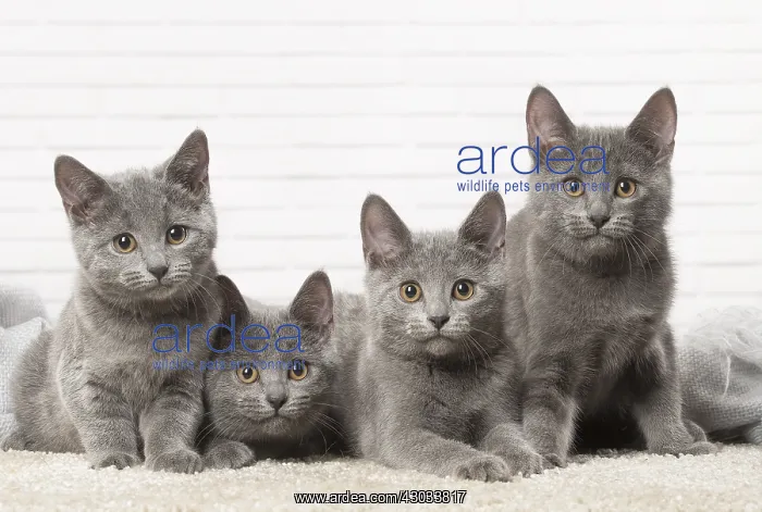  : Group of four Chartreux kittens indoors