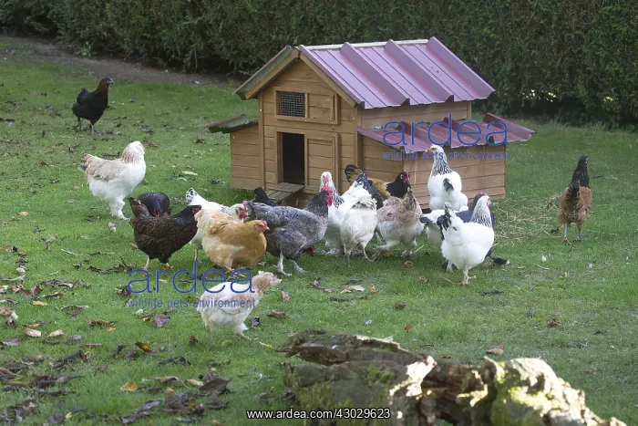  : Group of chickens and a hen house