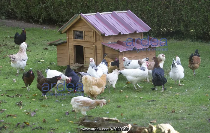  : Group of chickens and a hen house