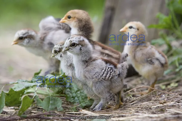 : Group of chicks Niederbruck France : Group of chicks Niederbruck France