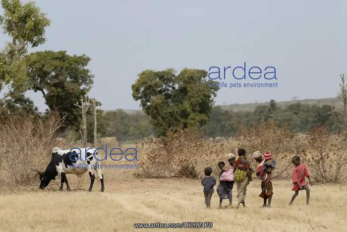 : Group of children near a cow Domona Mali : Group of children near a cow Domona Mali