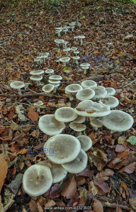 : Group of Clouded agaric or Clouded funnel, Clitocybe : Group of Clouded agaric or Clouded funnel, Clitocybe