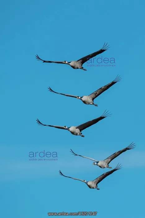 : Group Common cranee (grus grus) flying in front : Group Common cranee (grus grus) flying in front