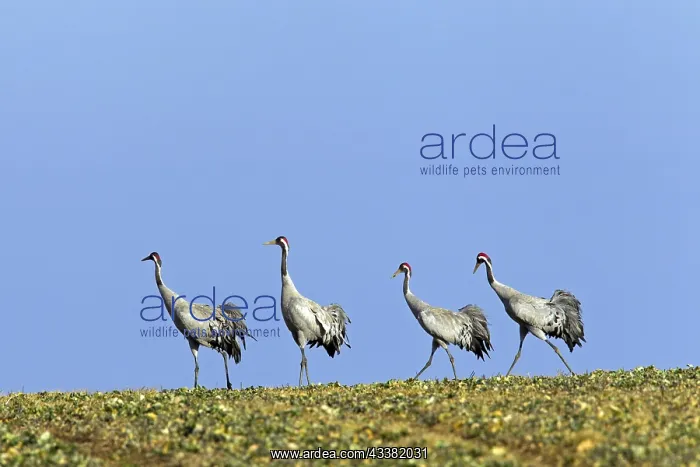 : Group of four common cranes, Eurasian crane (Grus : Group of four common cranes, Eurasian crane (Grus