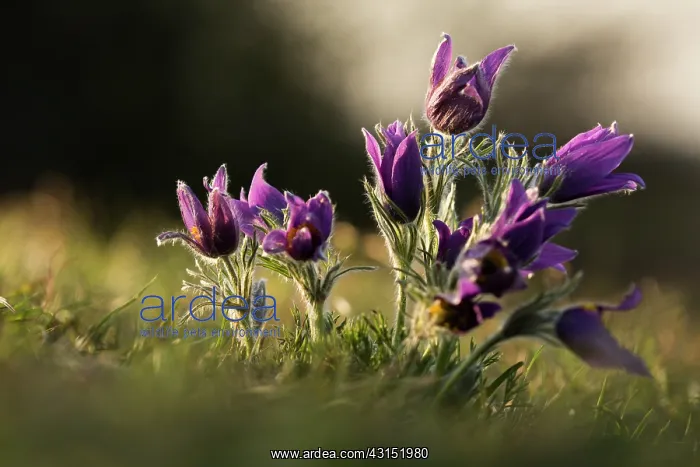 : group of Common Pasque Flower (Pusatilla vulgaris) : group of Common Pasque Flower (Pusatilla vulgaris)