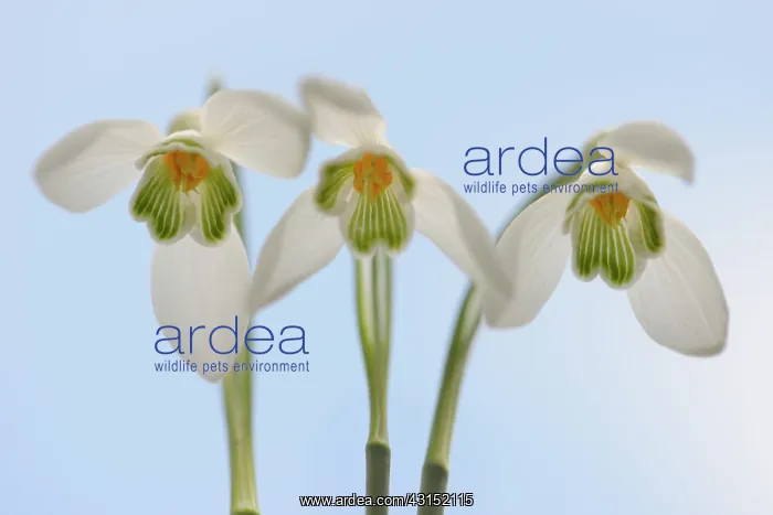 : Group of Common Snowdrops (Galanthus nivalis) : Group of Common Snowdrops (Galanthus nivalis)