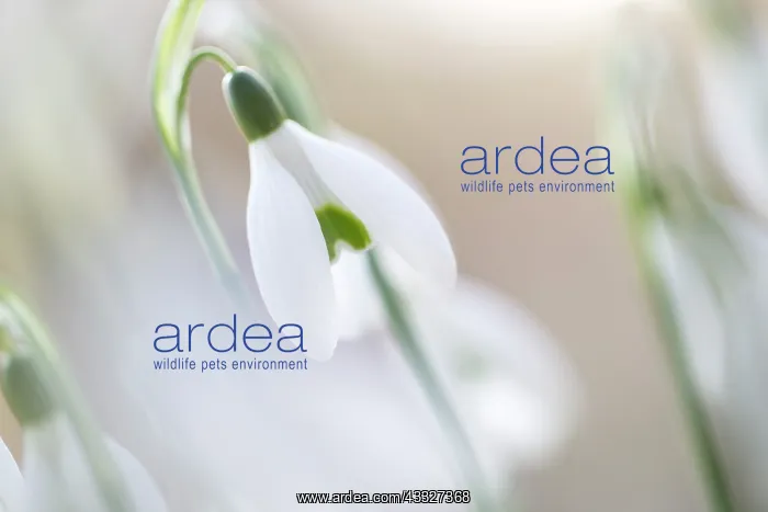 : Group of common snowdrops (Galanthus nivalis) in early morning light : Group of common snowdrops (Galanthus nivalis) in early morning light