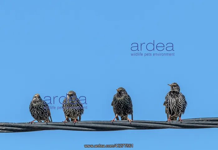 : Group of Common starlings, Sturnus vulgaris, on : Group of Common starlings, Sturnus vulgaris, on