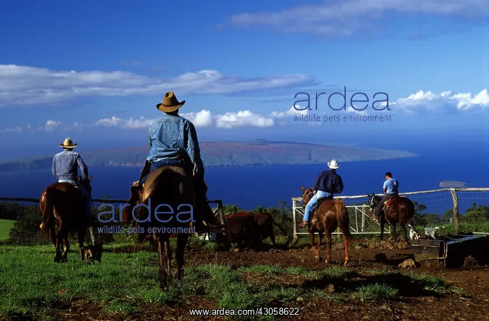 : Group of cowboys riding in a ranch Maui Island Hawaii : Group of cowboys riding in a ranch Maui Island Hawaii