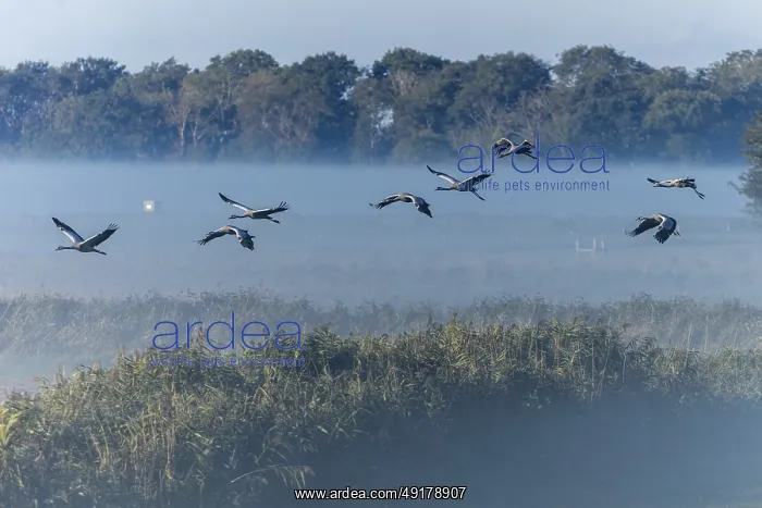 : Group of cranes flying in the fog over a field landscape : Group of cranes flying in the fog over a field landscape