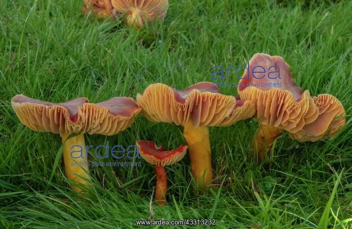 : Group of Crimson Waxcap, Hygrocybe punicea, fung : Group of Crimson Waxcap, Hygrocybe punicea, fung