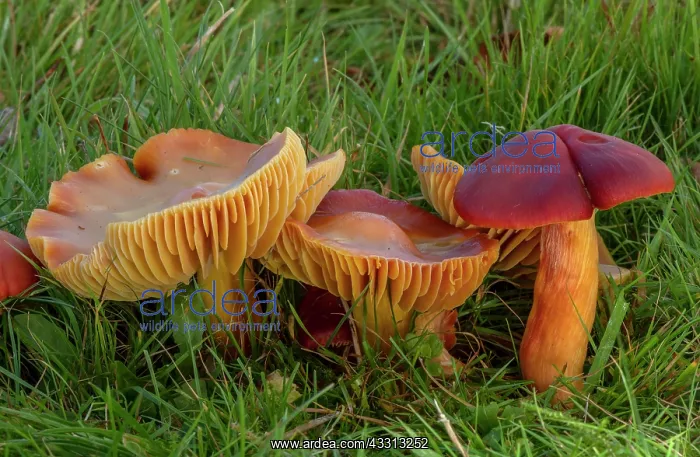 : Group of Crimson Waxcap, Hygrocybe punicea, fung : Group of Crimson Waxcap, Hygrocybe punicea, fung