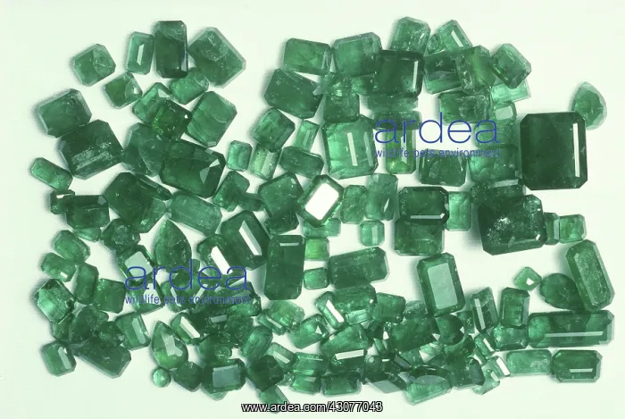 : Group of cut Emeralds : Group of cut Emeralds