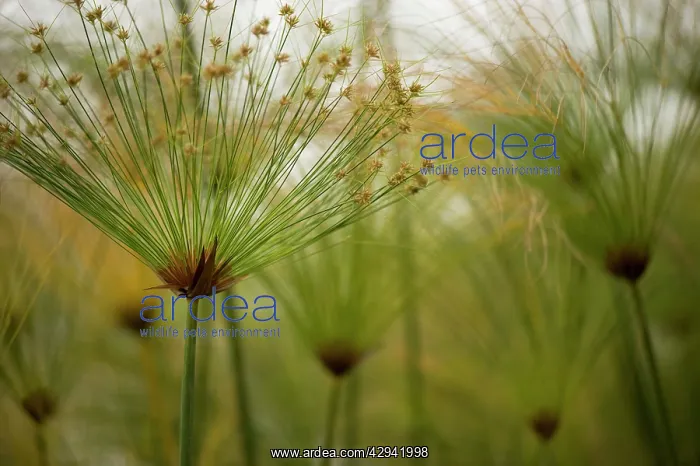 : Group of Cyperas papyrus : Group of Cyperas papyrus