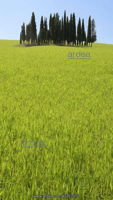 : Group of cypresses (Cupressus) in green field, S : Group of cypresses (Cupressus) in green field, S