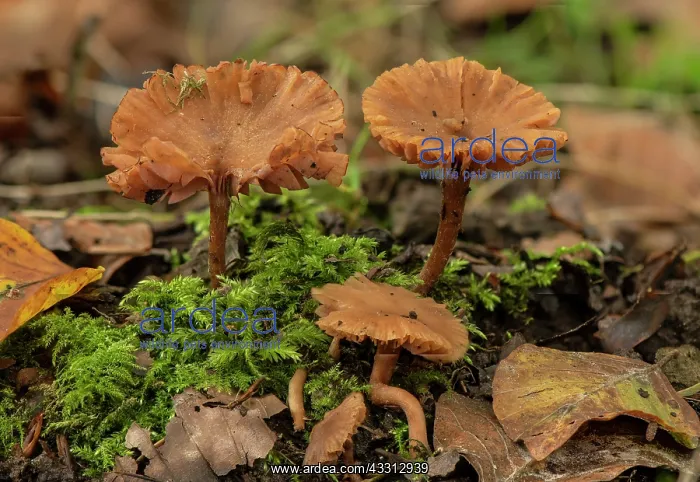 : Group of The deceiver, Laccaria laccata, in beech woodland : Group of The deceiver, Laccaria laccata, in beech woodland