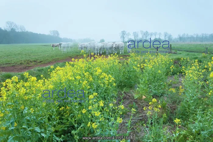 : Group of domestic cows on meadow in early morning : Group of domestic cows on meadow in early morning