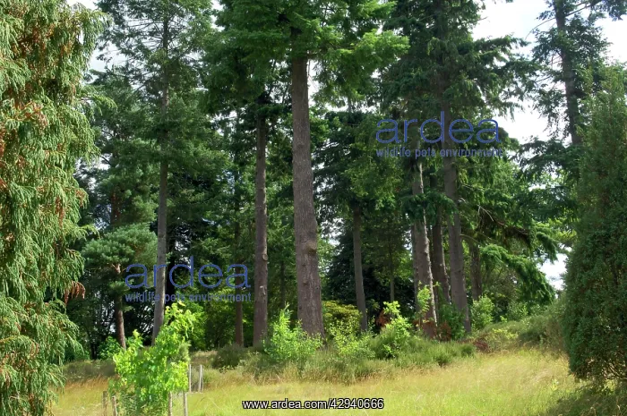 : A group of Douglas Fir in Bedgebury Pinetum, Goudhurst : A group of Douglas Fir in Bedgebury Pinetum, Goudhurst