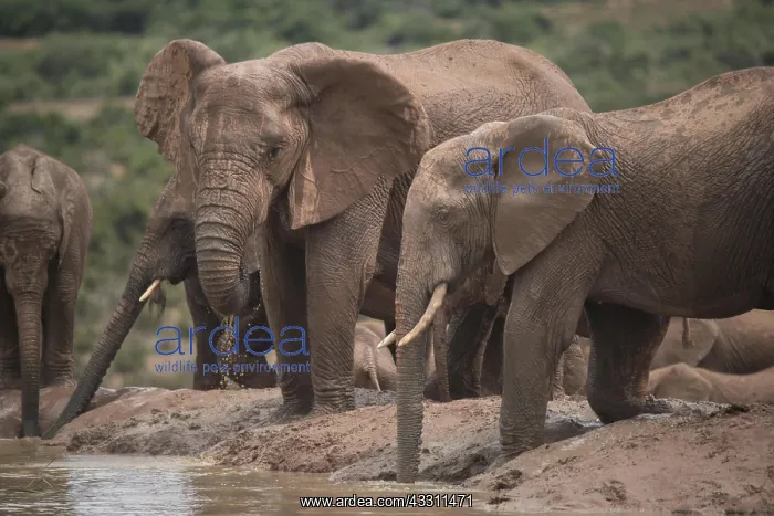 : Group of elephants with cubs in Addo Elephant National : Group of elephants with cubs in Addo Elephant National