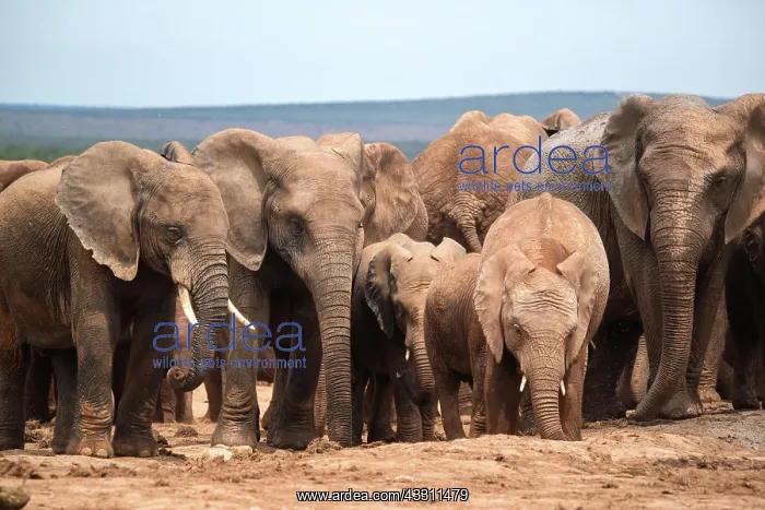 : Group of elephants with cubs in Addo Elephant National : Group of elephants with cubs in Addo Elephant National