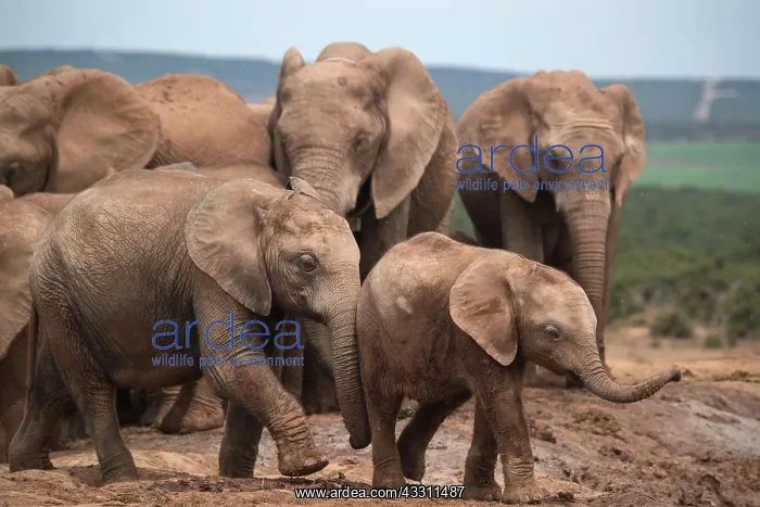 : Group of elephants with cubs in Addo Elephant National : Group of elephants with cubs in Addo Elephant National