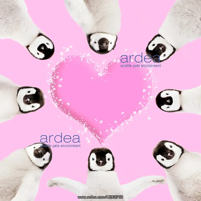 : Group of Emperor Penguin chicks around a pink Valentines hea : Group of Emperor Penguin chicks around a pink Valentines hea
