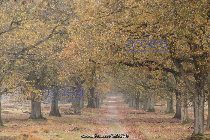  : Group of English Oak (Quercus robur) standing a