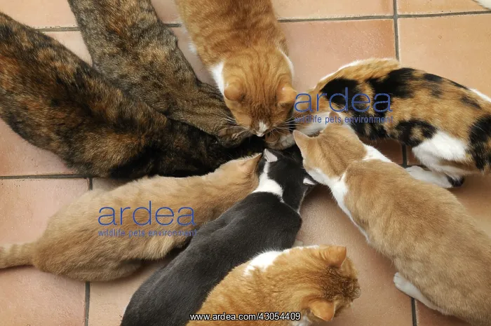: Group of European cats eating in a mess tin France : Group of European cats eating in a mess tin France