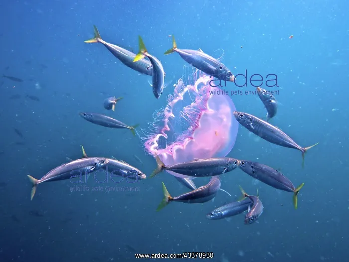: A group of fish eating an common jellyfish (Aurelia : A group of fish eating an common jellyfish (Aurelia