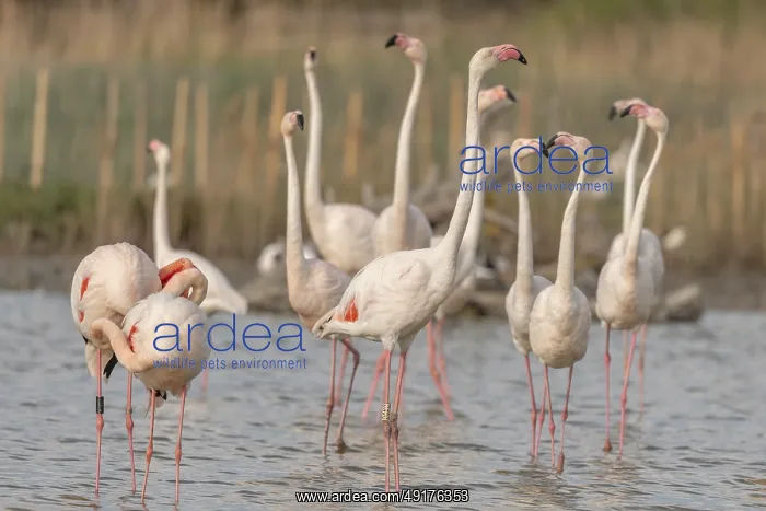 : A group of flamingos in full courtship display in a wetland habitat on a clear day : A group of flamingos in full courtship display in a wetland habitat on a clear day