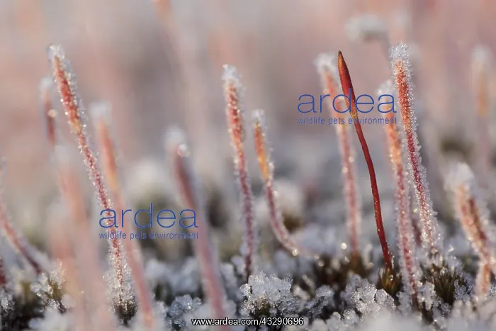 : group of Flowering Hair Moss (Polytrichum pilif : group of Flowering Hair Moss (Polytrichum pilif