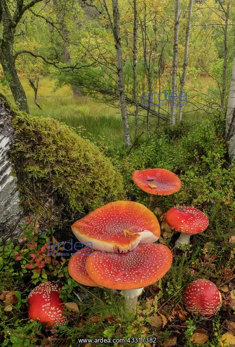  : Group of Fly agaric, Amanita muscaria, fungi in