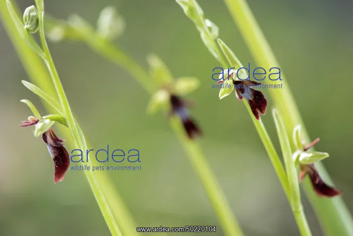 : A group of fly orchid (Ophrys insectifera) in the morning light, Piedmont, Italy : A group of fly orchid (Ophrys insectifera) in the morning light, Piedmont, Italy