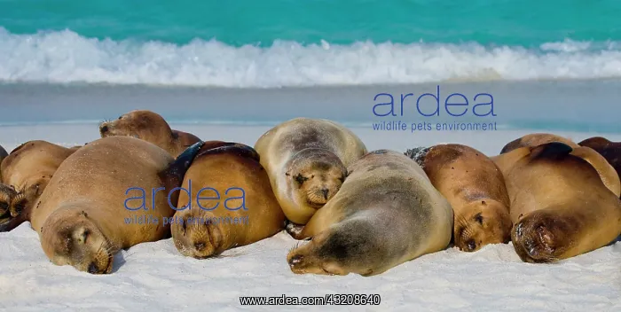 : Group of Galapagos sea lions (Zalophus wollebaek : Group of Galapagos sea lions (Zalophus wollebaek