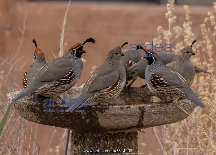 : Group of Gambel's quail, Callipepla gambelii, dr : Group of Gambel's quail, Callipepla gambelii, dr