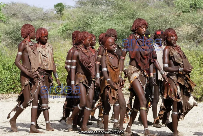 : Group of girls - Hamer tribe : Group of girls - Hamer tribe