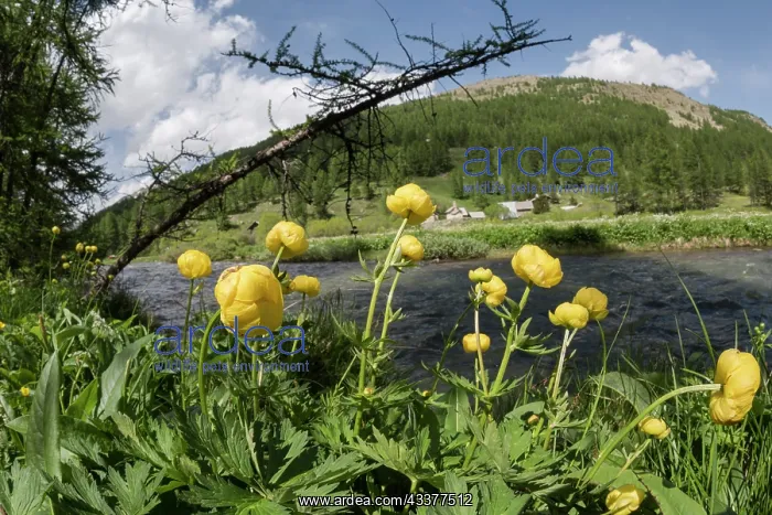 : The group of globeflowers (Trollius europaeus) growing : The group of globeflowers (Trollius europaeus) growing
