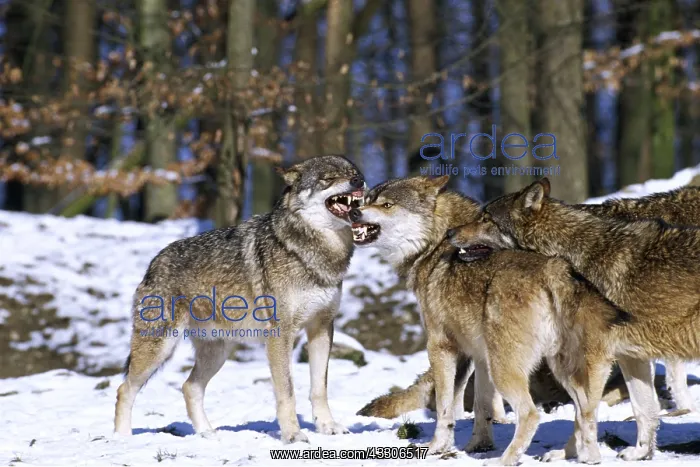 : Group of Grey Wolf - x three, snarling : Group of Grey Wolf - x three, snarling