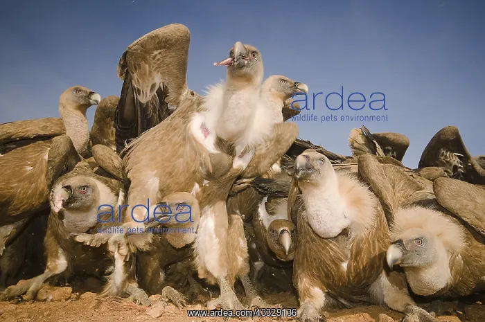 : Group of Griffon Vultures ( Gyps fulvus) feeding : Group of Griffon Vultures ( Gyps fulvus) feeding