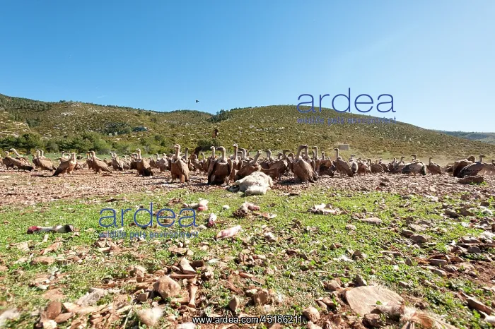 : Sheep. A group of Griffon Vultures (Gyps fulvus) waiting near a dead Sheep : Sheep. A group of Griffon Vultures (Gyps fulvus) waiting near a dead Sheep
