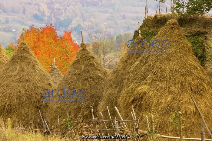  : Group of hay stooks, with thatched barn and cherry